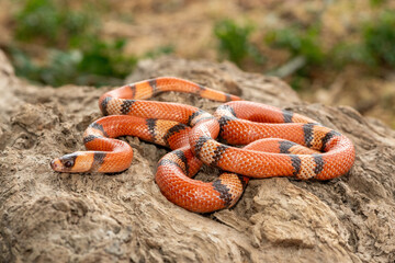 A beautiful Honduran milk snake (Lampropeltis triangulum hondurensis), on a dead log. A non...