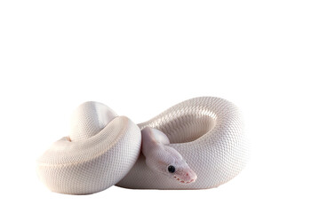 White albino ball python in isolated on white