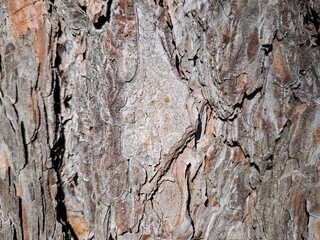 tree bark texture