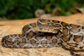 A beautiful Sinaloan Night Snake (Hypsiglena torquata), also known as a Mexican Night Snake. A venomous rear-fanged colubrid snake endemic to western Mexico