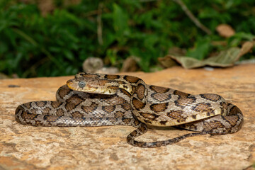 A beautiful Sinaloan Night Snake (Hypsiglena torquata), also known as a Mexican Night Snake. A venomous rear-fanged colubrid snake endemic to western Mexico