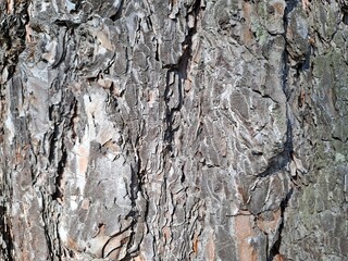 tree bark texture
