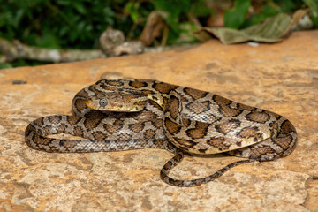 A beautiful Sinaloan Night Snake (Hypsiglena torquata), also known as a Mexican Night Snake. A venomous rear-fanged colubrid snake endemic to western Mexico