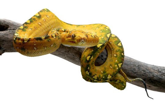 Green tree python coiled around a tree