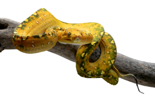 Green tree python coiled around a tree