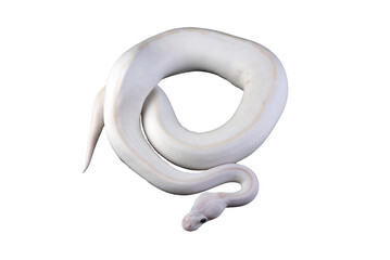 White albino ball python in isolated on white
