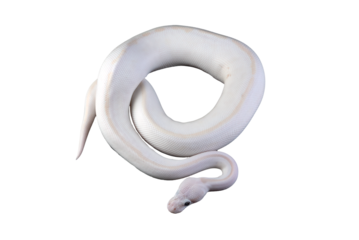 White albino ball python in isolated on white