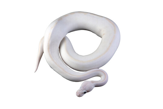 White albino ball python in isolated on white