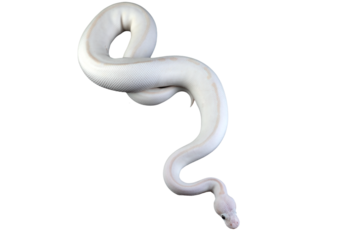 White albino ball python in isolated on white