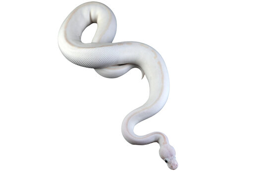 White albino ball python in isolated on white