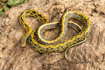 A beautiful Taiwanese ratsnake (Elaphe taeniura friesei), also known as a Taiwan Beauty Snake or stripe tail ratsnake. A non-venomous colubrid snake native to Taiwan