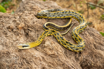 A beautiful Taiwanese ratsnake (Elaphe taeniura friesei), also known as a Taiwan Beauty Snake or stripe tail ratsnake. A non-venomous colubrid snake native to Taiwan