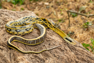 A beautiful Taiwanese ratsnake (Elaphe taeniura friesei), also known as a Taiwan Beauty Snake or stripe tail ratsnake. A non-venomous colubrid snake native to Taiwan