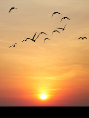 Birds Soaring into the Sunset: Silhouette of birds in flight gracefully ascend against the fiery...