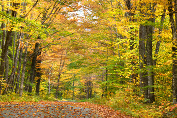 Obraz premium Fallen Leaves on Road in White Mountains