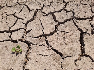 dry cracked earth