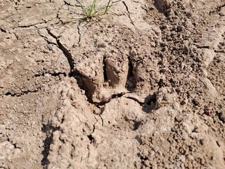 a footprint on the ground