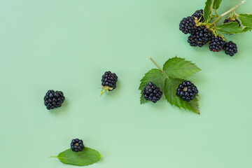 Ripe blackberries with green leaves on a green background