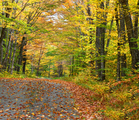 Fototapeta premium Leaves on Road are Undisturbed