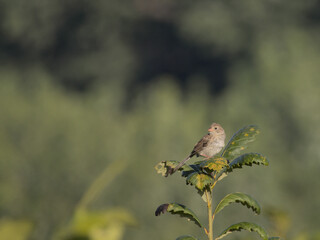 Field Sparrow Perched on Green Plant in Meadow