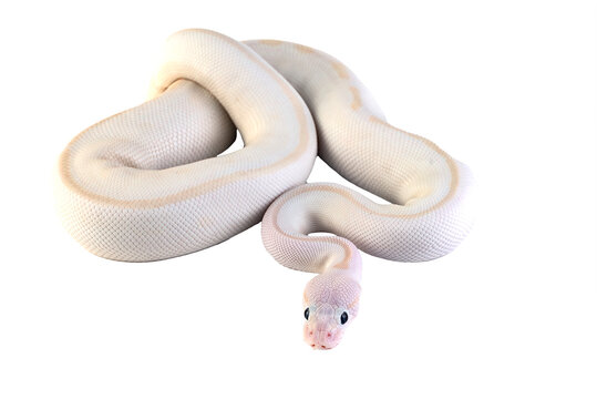 White albino ball python in isolated on white