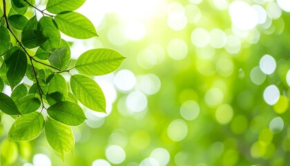 Fresh green leaves bathed in sunlight, bokeh background