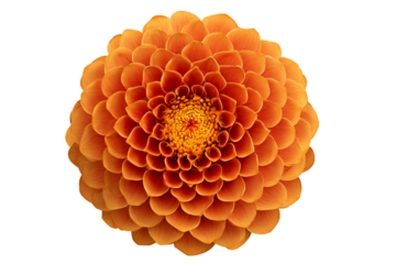 Top-Down View of Layered Orange Petal Bloom with Radiating Pattern, Artistic Floral Structure, Isolated on Transparent Background