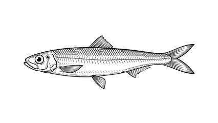 Obraz premium Vintage Anchovy Engraving, White Line on Black Background (PNG).