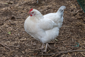 Nancy, France - September 9th 2025 : View on a female chicken in a henhouse in a park in the city of Nancy.