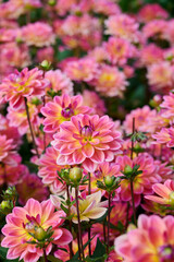 Obraz premium beautiful field of pink with yellow and purple dahlia Pacific View