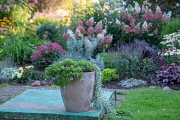 flowers in a garden