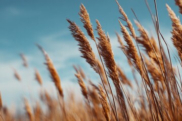 Obraz premium Golden grasses swaying in the breeze against a vibrant blue sky