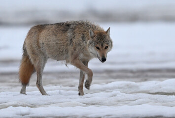 Lobo solitario cruzando la nieve en silencio (Gray wolf, Lobo gris, Canis lupus)