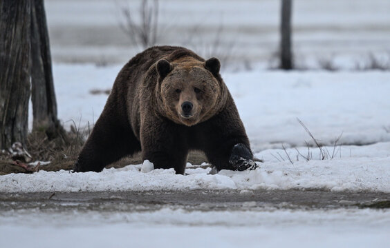 Master of the White Forest (brown bear / oso pardo)