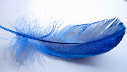 elegant blue feather capture nature light aesthetic appeal isolated on white background