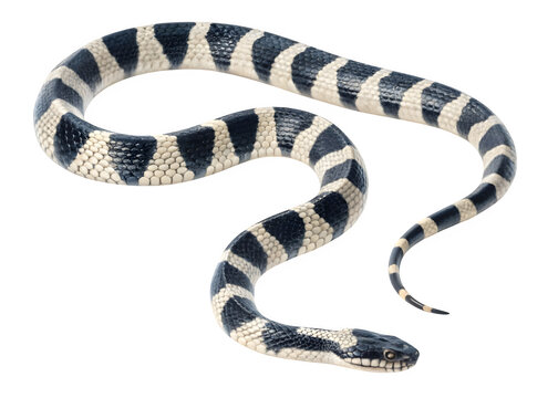 Banded sea krait snake isolated on transparent background, a venomous species