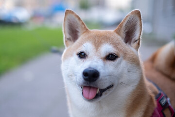 Shiba Inu dog with a joyful expression enjoys a vibrant outdoor walk, showcasing its playful nature and healthy demeanor in a lively natural environment