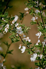Blooming cherry tree