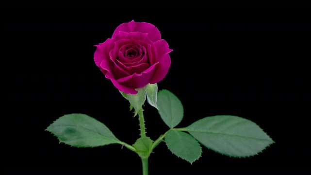 Beautiful fresh pink rose opening, close up. Spa concept. Wedding, Birthday, Valentines day, Mothers day concept.