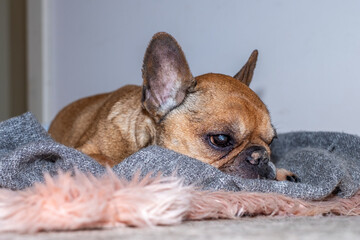 French old bulldog resting on soft blanket with sad expression, showcasing health concerns and the importance of comfort in dog life and care for pets