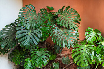 Vibrant green monstera leaves growing indoors, creating a bold contrast with a textured orange and white wall background. © petrrgoskov