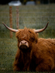 Highland cow resting in a green pasture under cloudy skies. A tranquil rural moment perfect for nature and countryside-themed visuals.