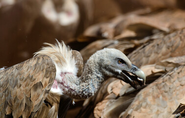 Vautour fauve,Gyps fulvus, Griffon Vulture, Parc naturel régional des grands causses 48, Lozere, France