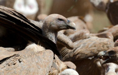 Vautour fauve,Gyps fulvus, Griffon Vulture, Parc naturel régional des grands causses 48, Lozere, France