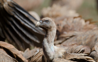 Vautour fauve,Gyps fulvus, Griffon Vulture, Parc naturel régional des grands causses 48, Lozere, France