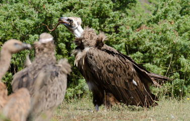 Vautour moine,Aegypius monachus, Cinereous Vulture, Vautour fauve,Gyps fulvus, Griffon Vulture, Parc naturel régional des grands causses 48, Lozere, France