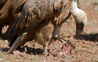 Vautour fauve,Gyps fulvus, Griffon Vulture, Parc naturel régional des grands causses 48, Lozere, France