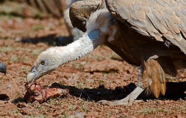Vautour fauve,Gyps fulvus, Griffon Vulture, Parc naturel régional des grands causses 48, Lozere, France