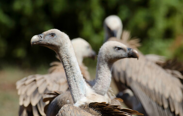 Vautour fauve,Gyps fulvus, Griffon Vulture, Parc naturel régional des grands causses 48, Lozere, France