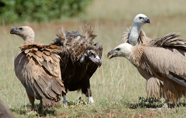 Vautour moine,Aegypius monachus, Cinereous Vulture, Vautour fauve,Gyps fulvus, Griffon Vulture, Parc naturel régional des grands causses 48, Lozere, France